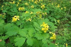 celandine plant to treat toenail fungus