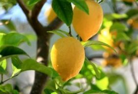 lemon against foot fungus